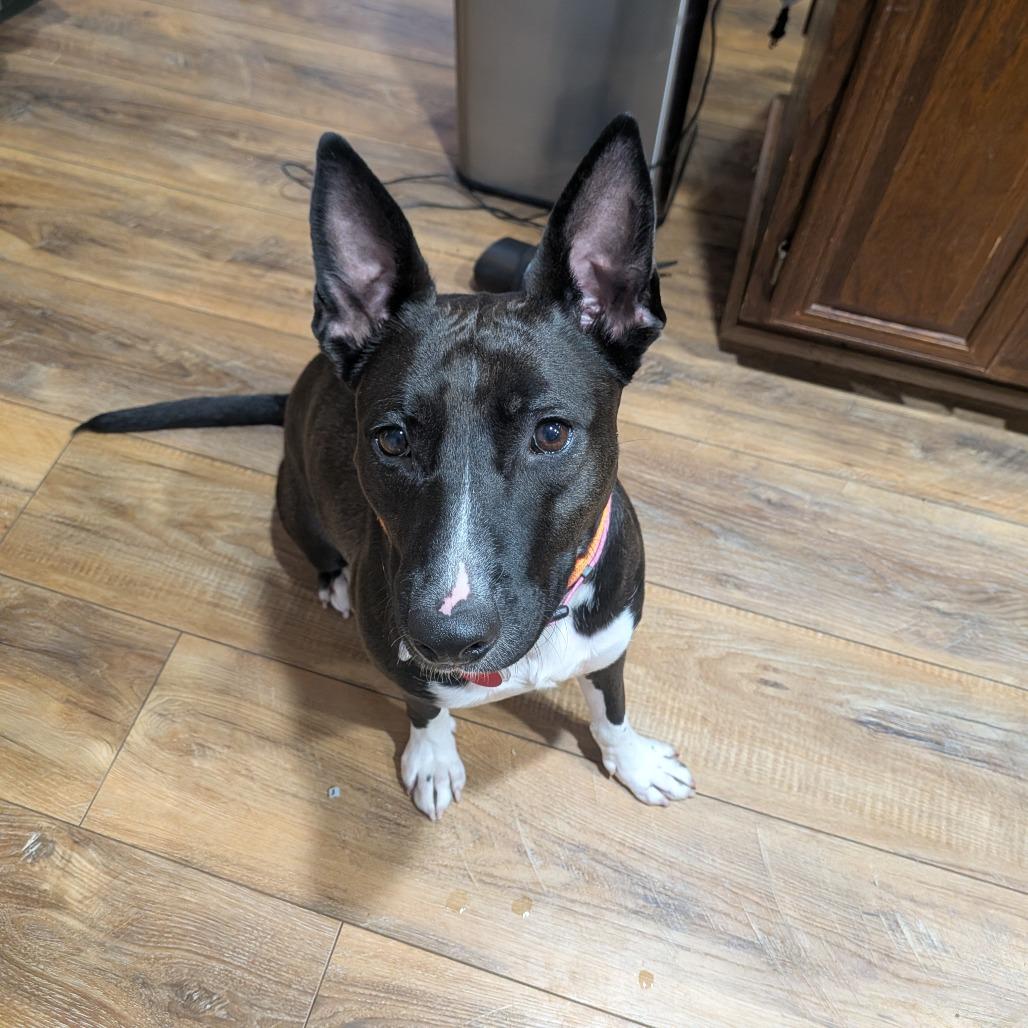 Coconut — thumbnail 4