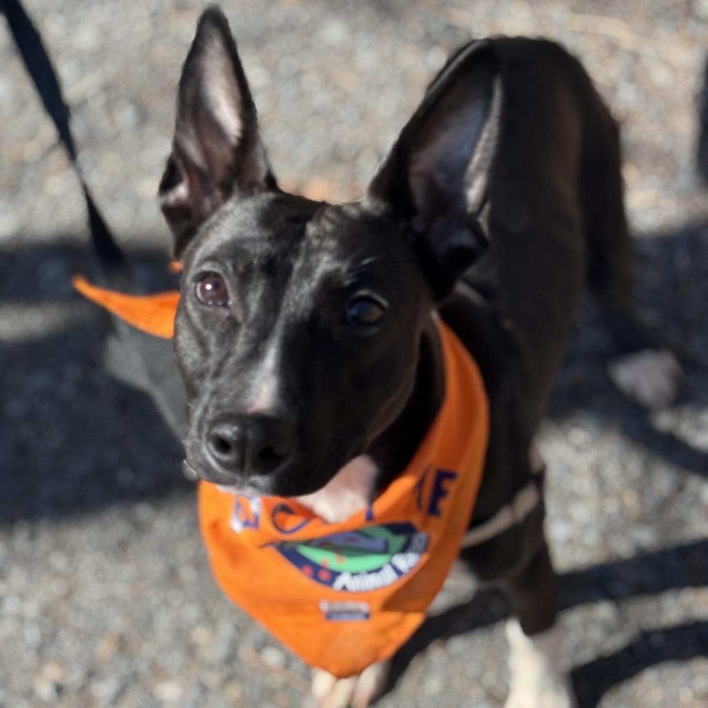 Coconut — thumbnail 5