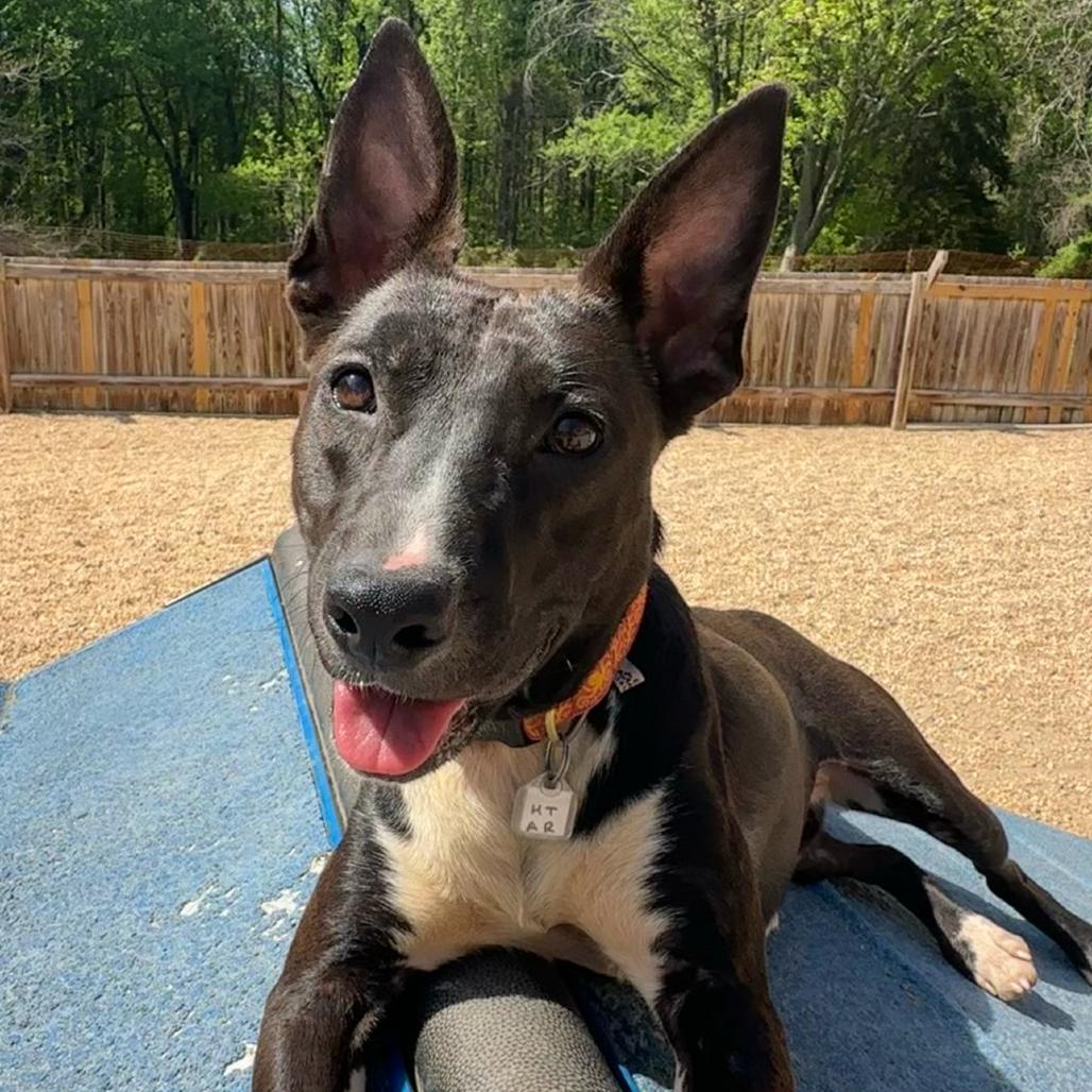 Coconut — thumbnail 6