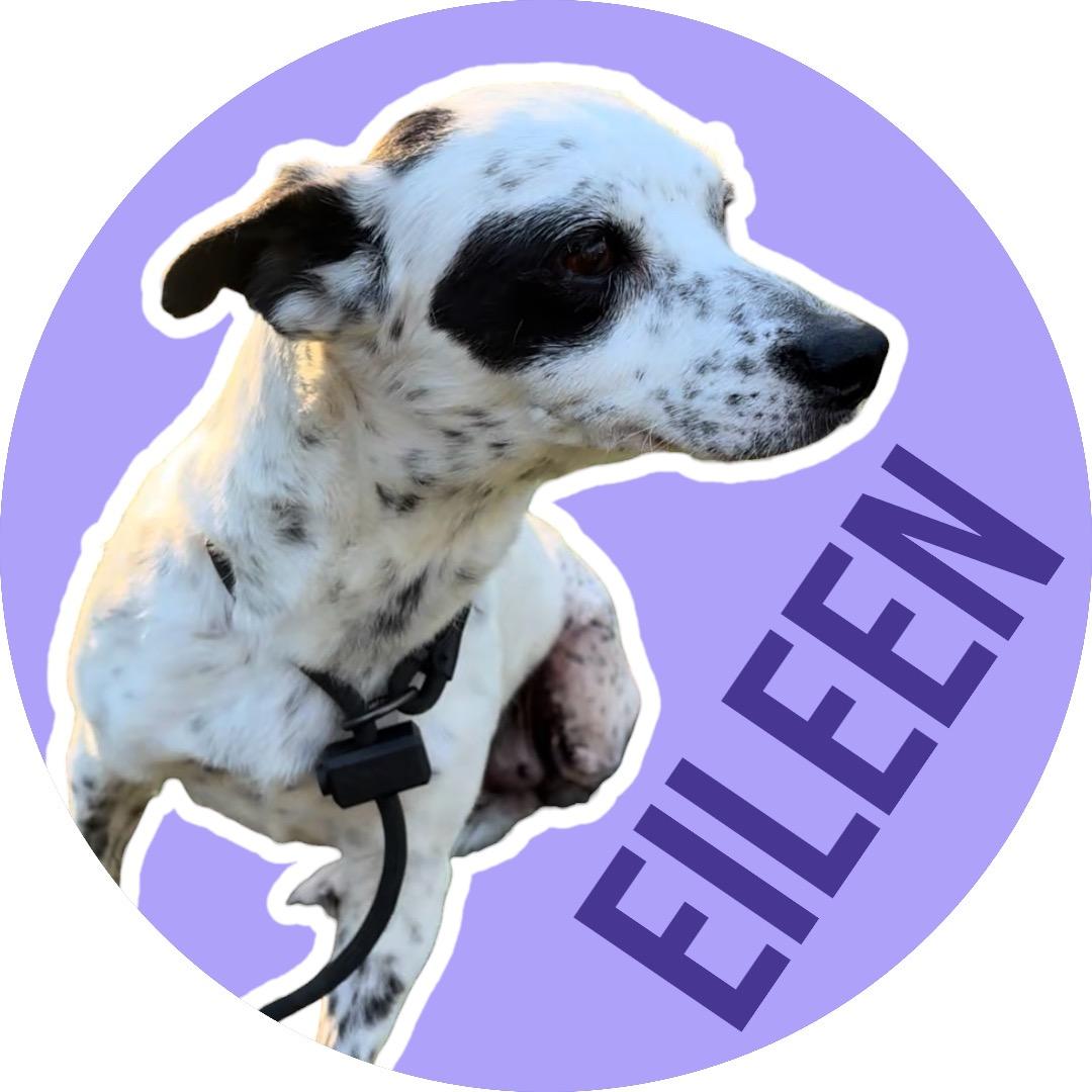 Eileen, adopted, Adult Female Chihuahua.
