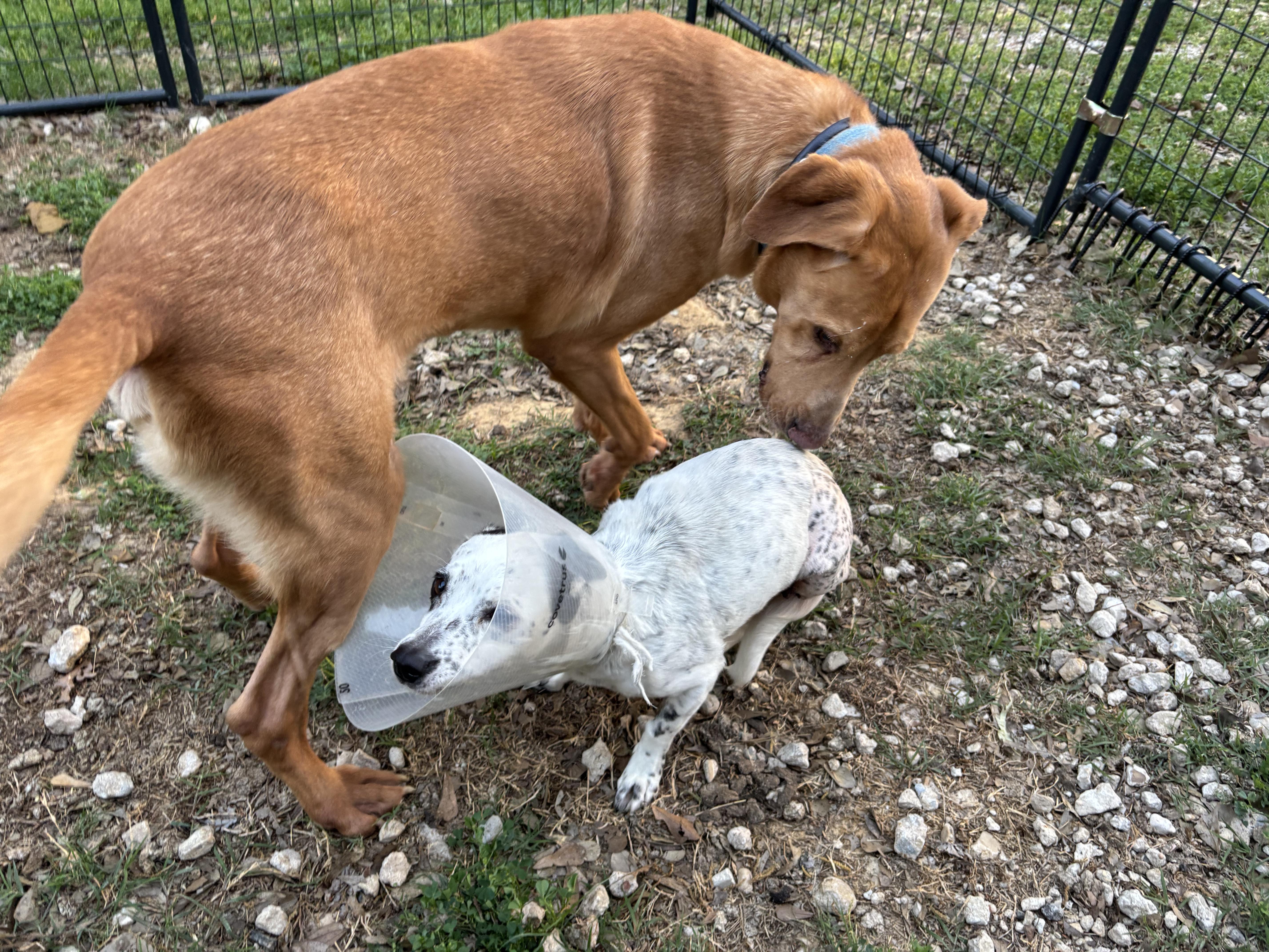 Enlarge Eileen, an adopted mixed breed in Evans City, PA image 4/6