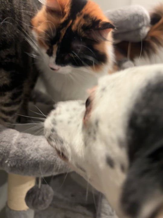 Enlarge Eileen, an adopted mixed breed in Evans City, PA video 6/6