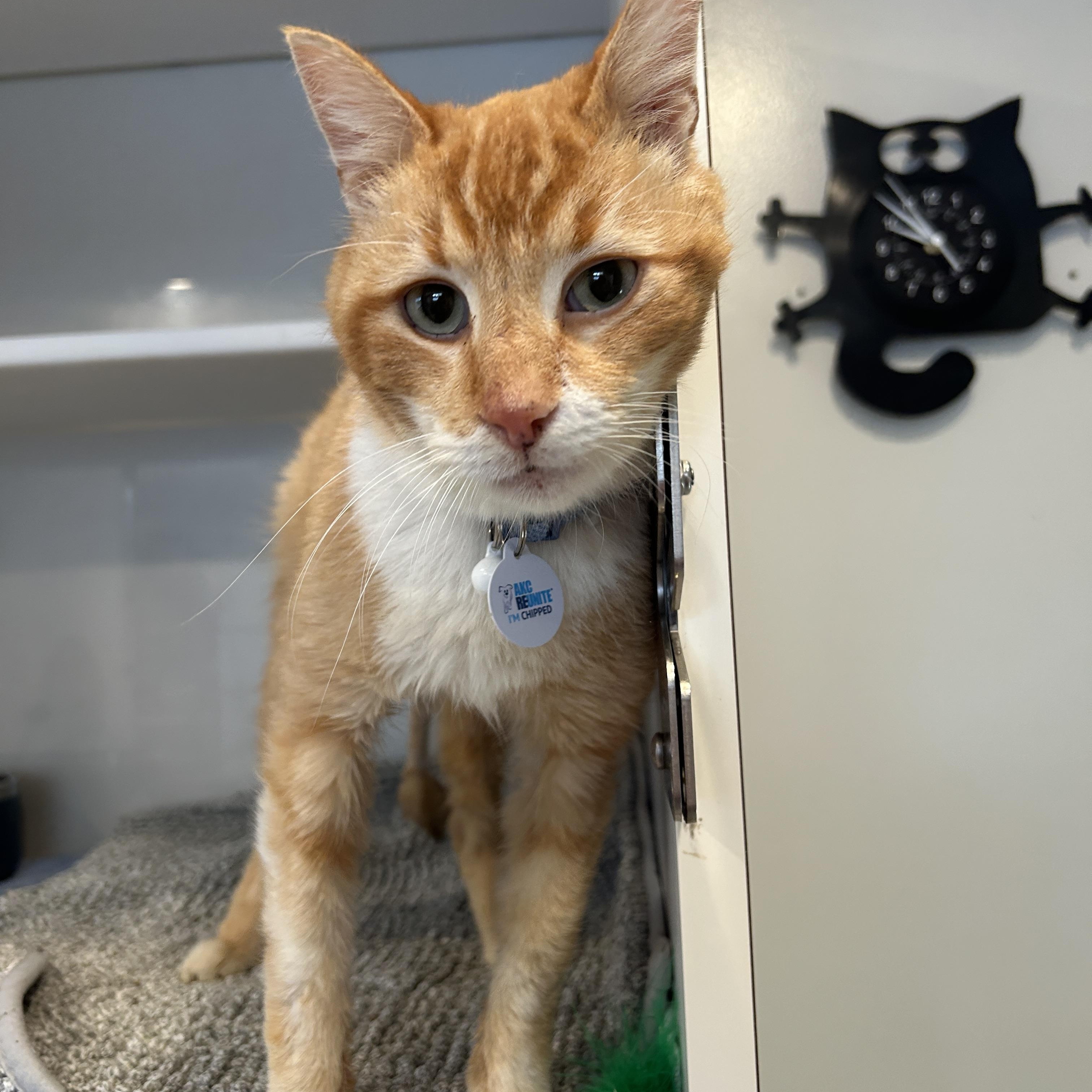 YUZU, ADOPTABLE, Adult Male Domestic Short Hair.