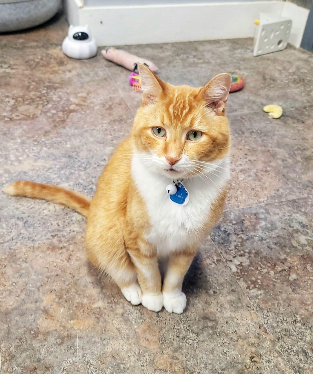 YUZU, ADOPTABLE, Adult Male Domestic Short Hair.