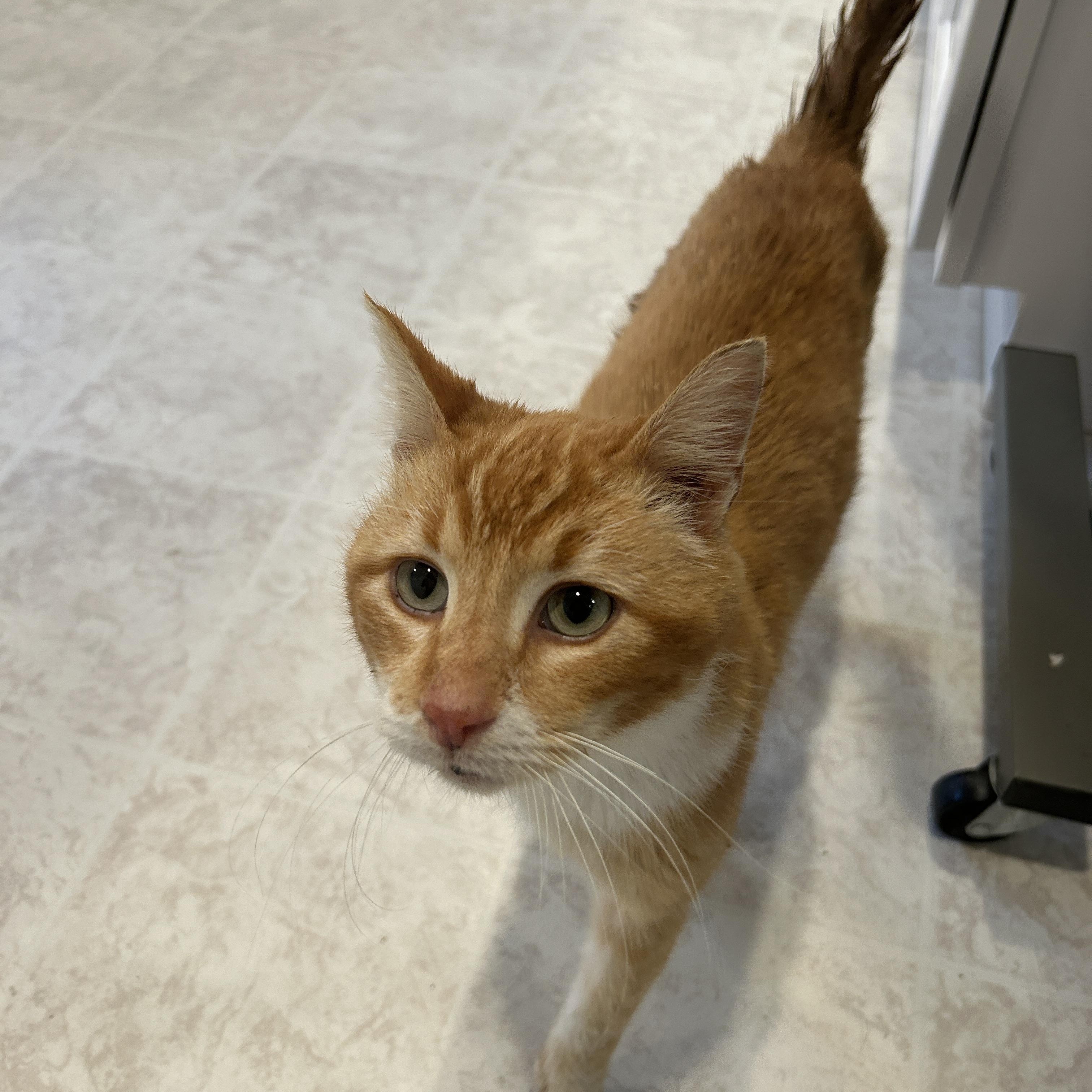 Enlarge YUZU, a ADOPTABLE Domestic Short Hair in Grand Rapids, MI image 6/6