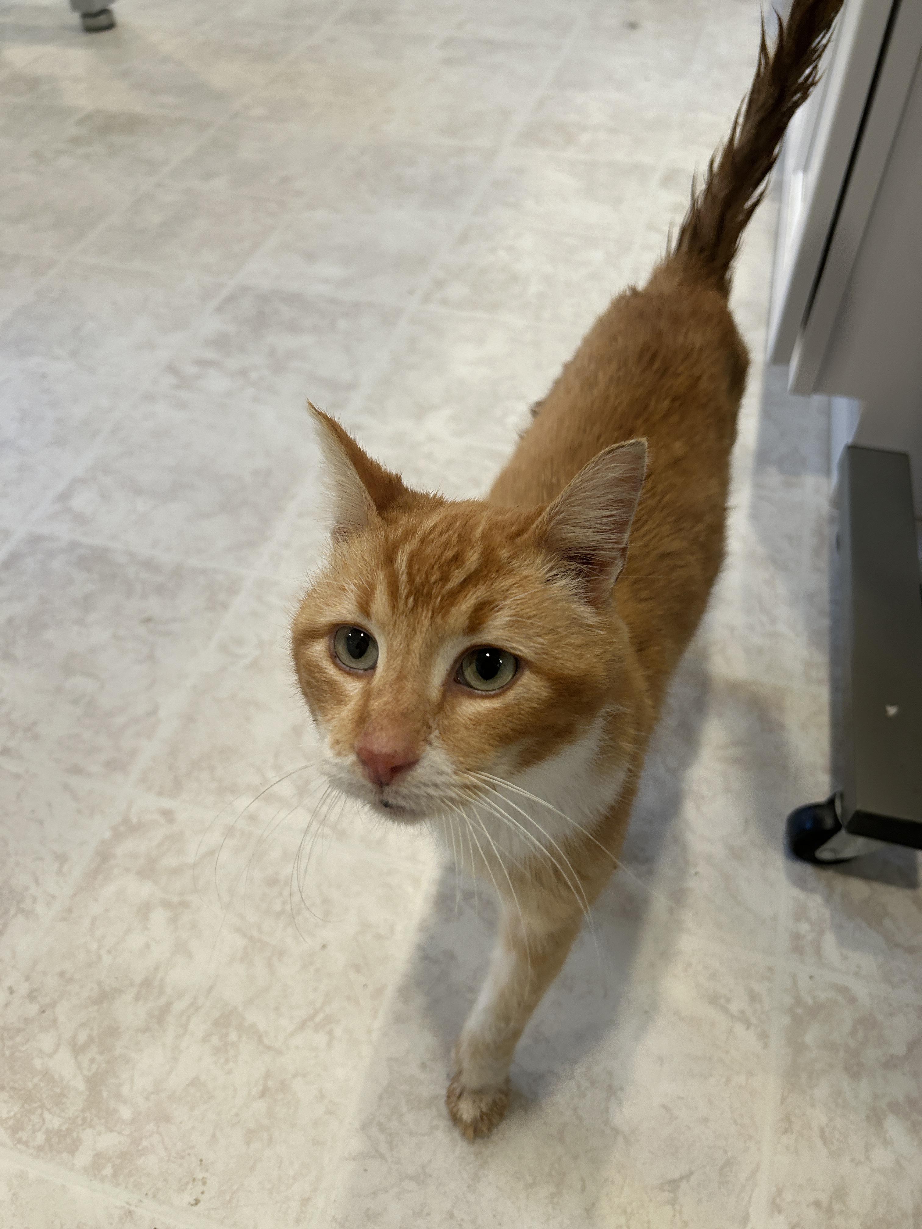 Enlarge YUZU, a ADOPTABLE Domestic Short Hair in Grand Rapids, MI image 5/5