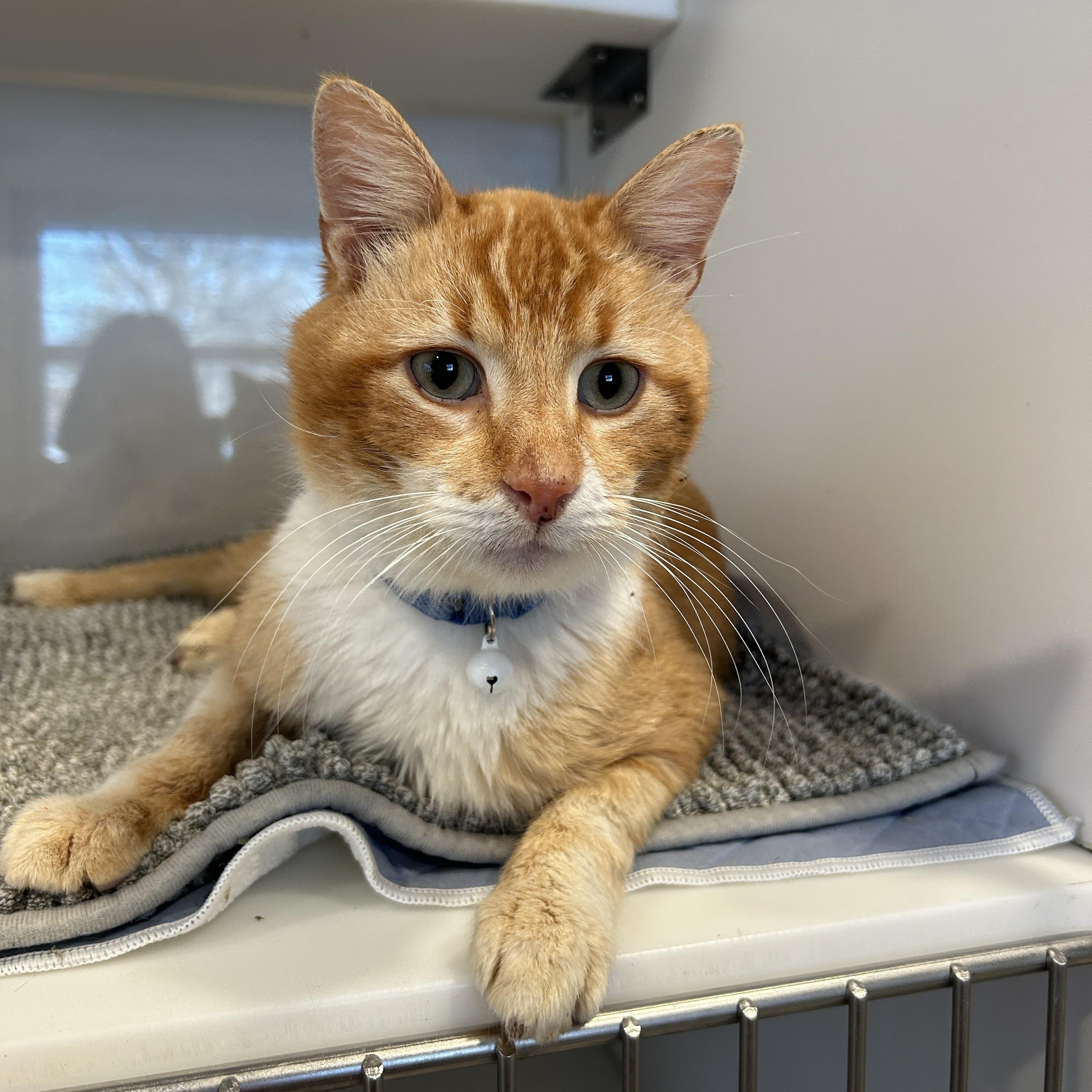 Enlarge YUZU, a ADOPTABLE Domestic Short Hair in Grand Rapids, MI image 2/5