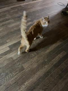 Enlarge YUZU, a ADOPTABLE Domestic Short Hair in Grand Rapids, MI image 3/5