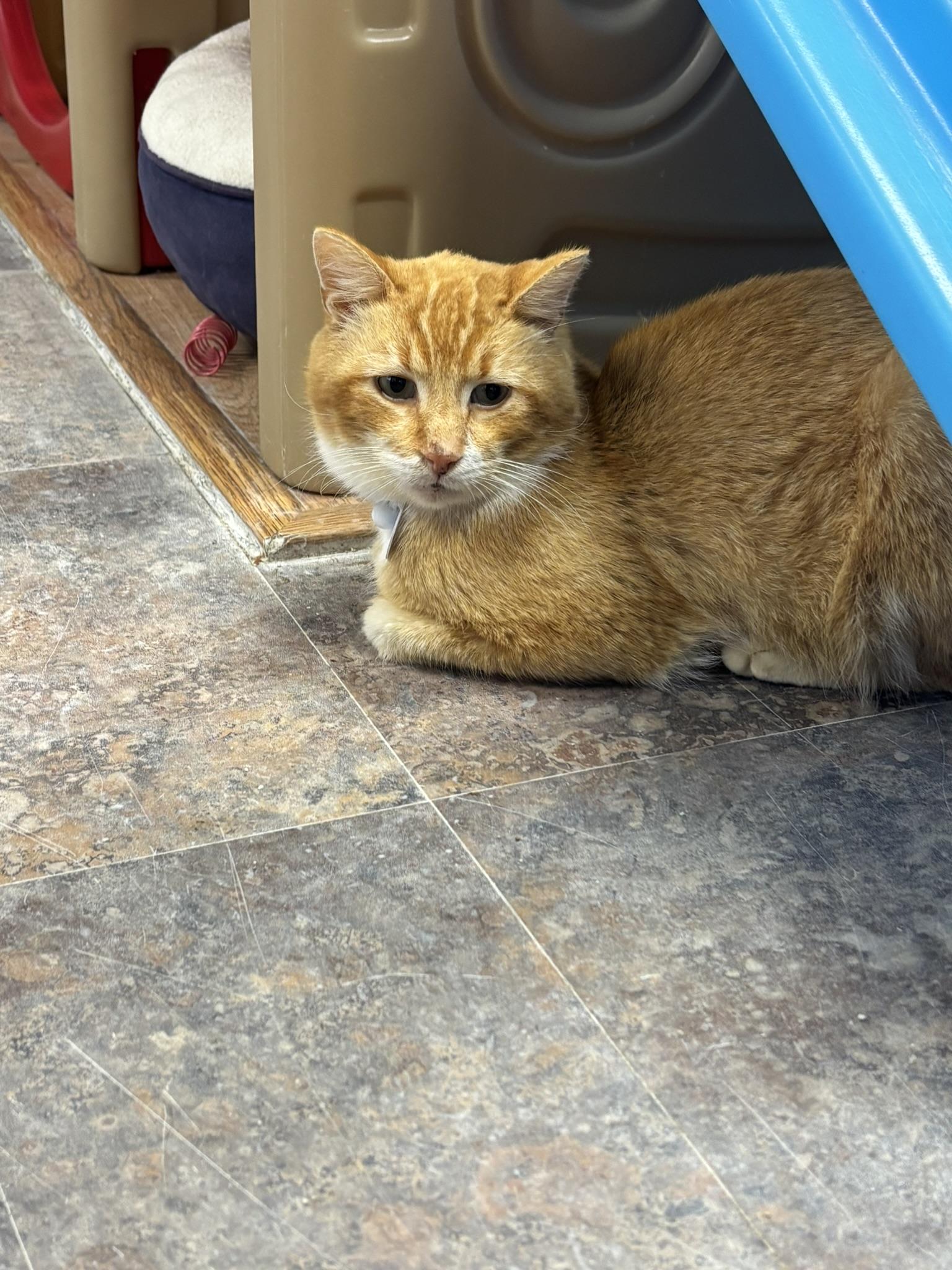 Enlarge YUZU, a ADOPTABLE Domestic Short Hair in Grand Rapids, MI image 4/5