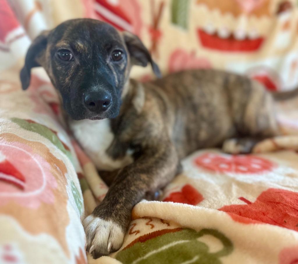 Carter, Adoptable, Puppy Female Dachshund & Hound.
