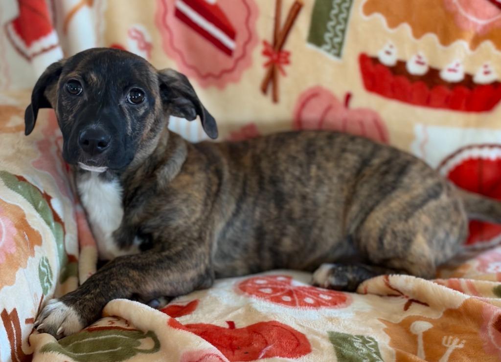 Enlarge Carter, a Adoptable mixed breed in Hudson, NY image 2/2