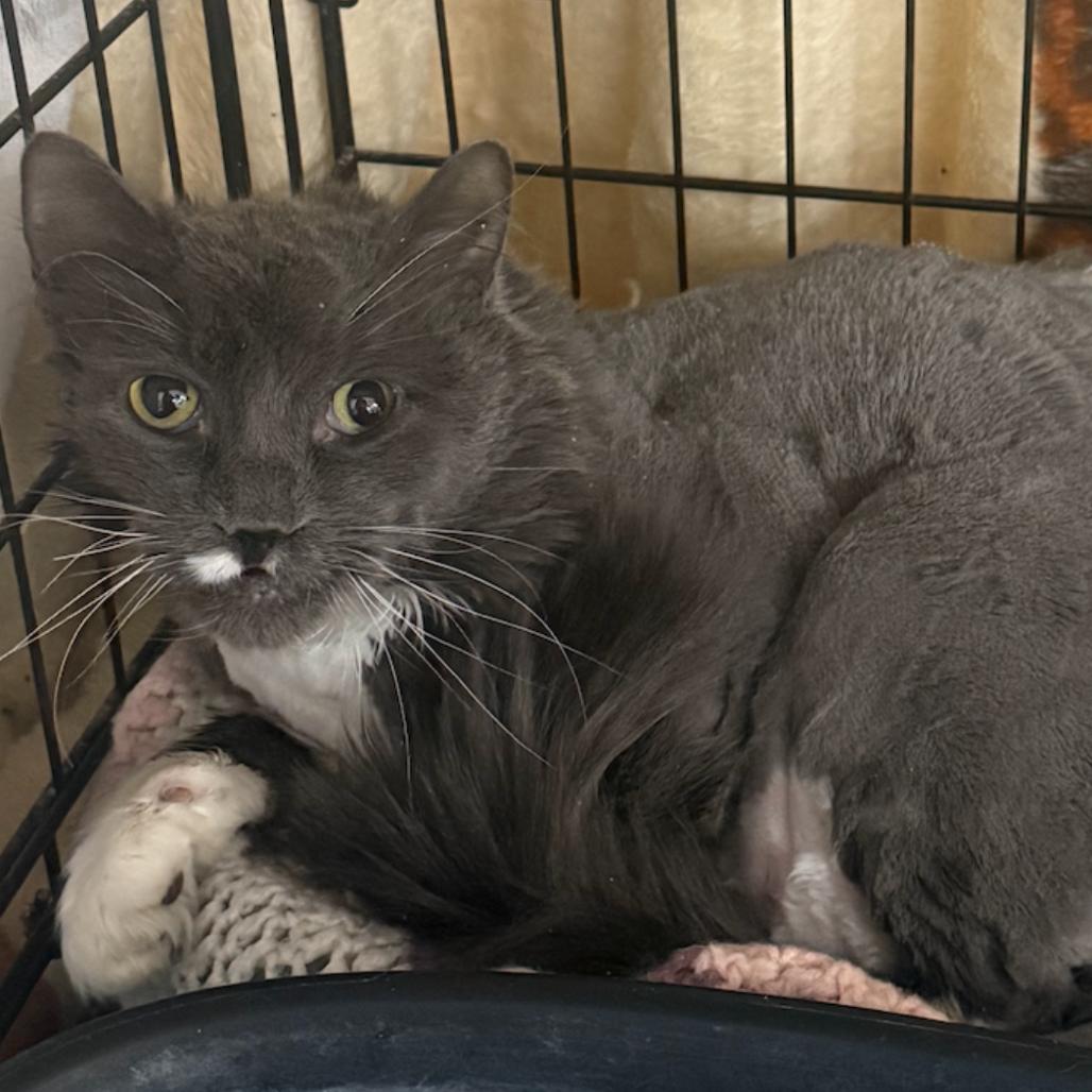Enlarge Buzz, a Adoptable Domestic Long Hair in Coralville, IA image 1/1