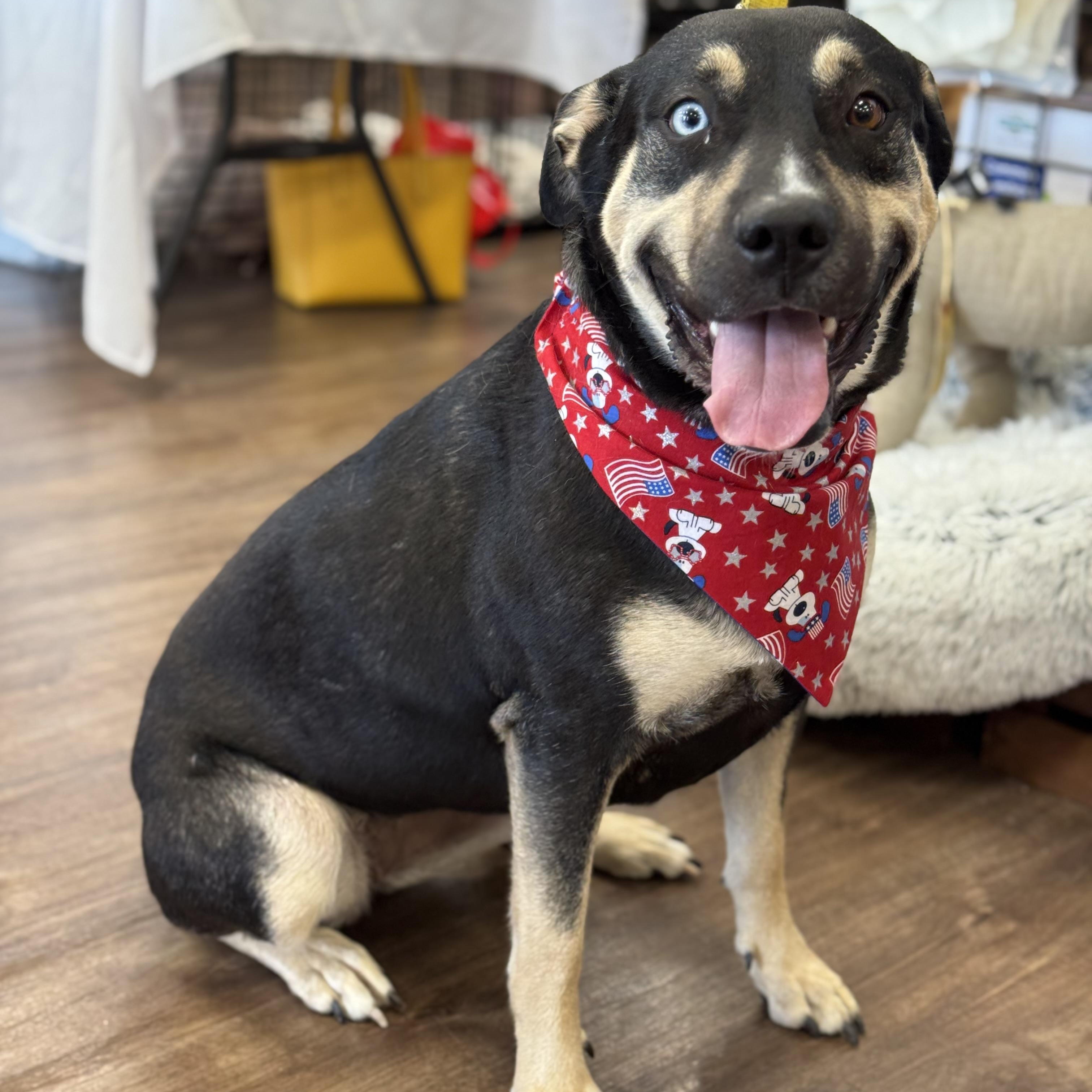Pumpkin, Young Female Rottweiler