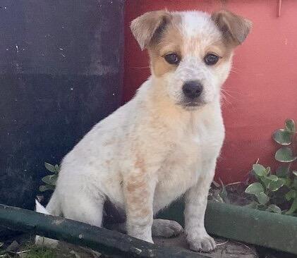 6 Cattle Dog Puppies, Adoptable, Puppy Female Australian Cattle Dog / Blue Heeler.