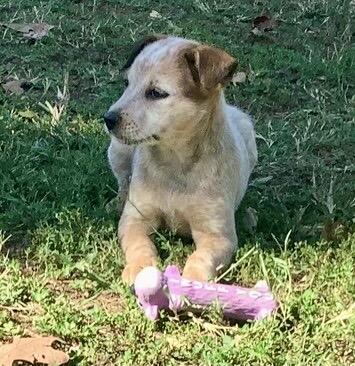 Enlarge 6 Cattle Dog Puppies, a Adoptable Australian Cattle Dog / Blue Heeler in Farmville, VA image 4/6