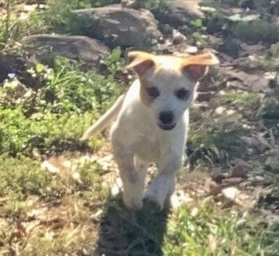 Enlarge 6 Cattle Dog Puppies, a Adoptable Australian Cattle Dog / Blue Heeler in Farmville, VA image 5/6