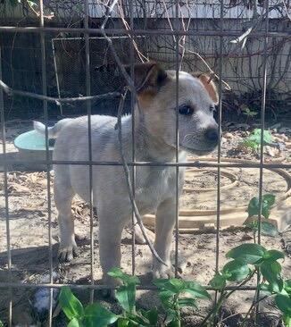 Enlarge 6 Cattle Dog Puppies, a Adoptable Australian Cattle Dog / Blue Heeler in Farmville, VA image 6/6
