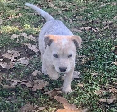 Enlarge 6 Cattle Dog Puppies, a Adoptable Australian Cattle Dog / Blue Heeler in Farmville, VA image 2/6