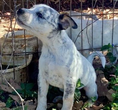 Enlarge 6 Cattle Dog Puppies, a Adoptable Australian Cattle Dog / Blue Heeler in Farmville, VA image 3/6