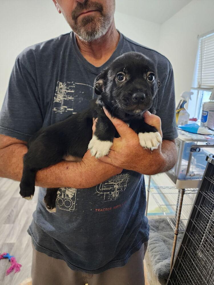 Prince Archie, Adoptable, Puppy Male Corgi & Pug.