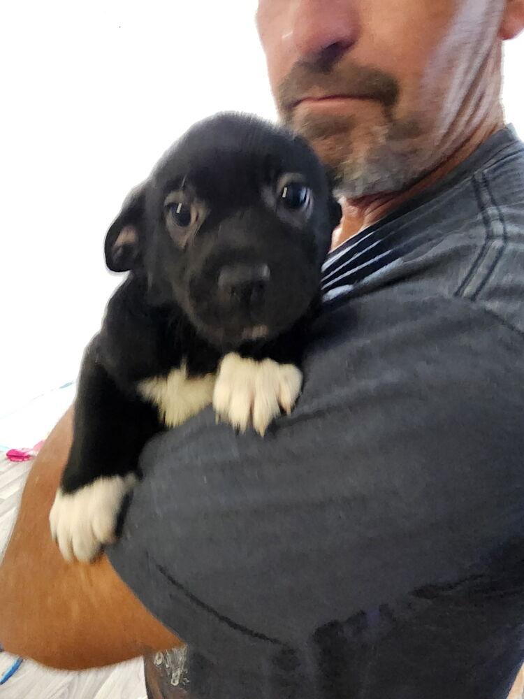 Prince Archie, a Adoptable mixed breed in Windsor, CA image 2/3