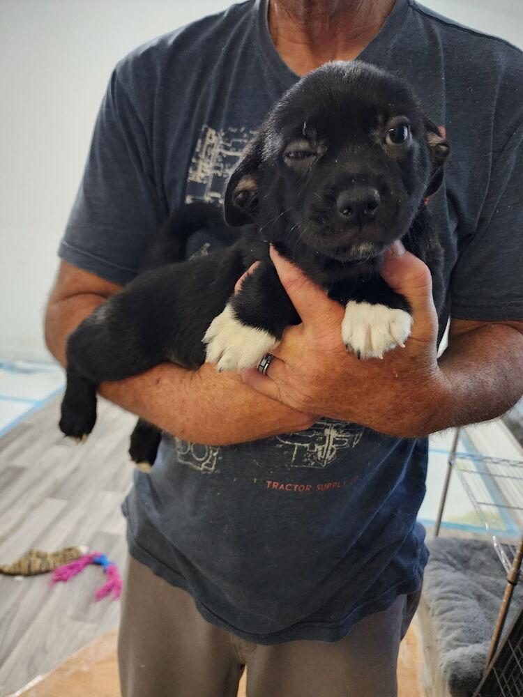 Prince Archie, a Adoptable mixed breed in Windsor, CA image 3/3