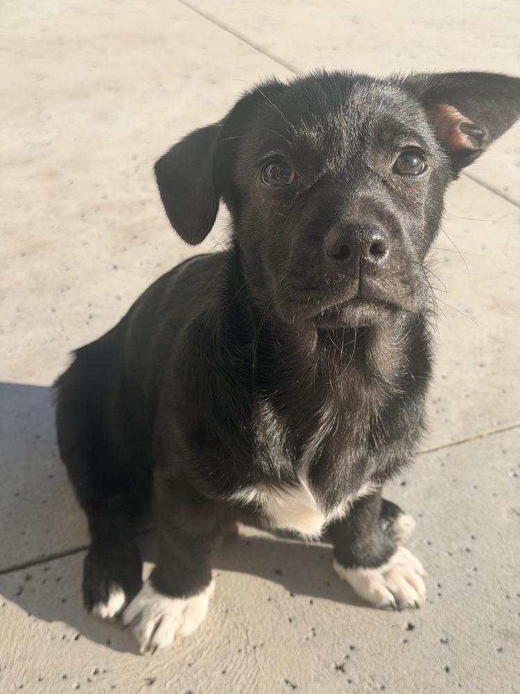 Prince Archie, a Adoptable mixed breed in Windsor, CA image 4/4