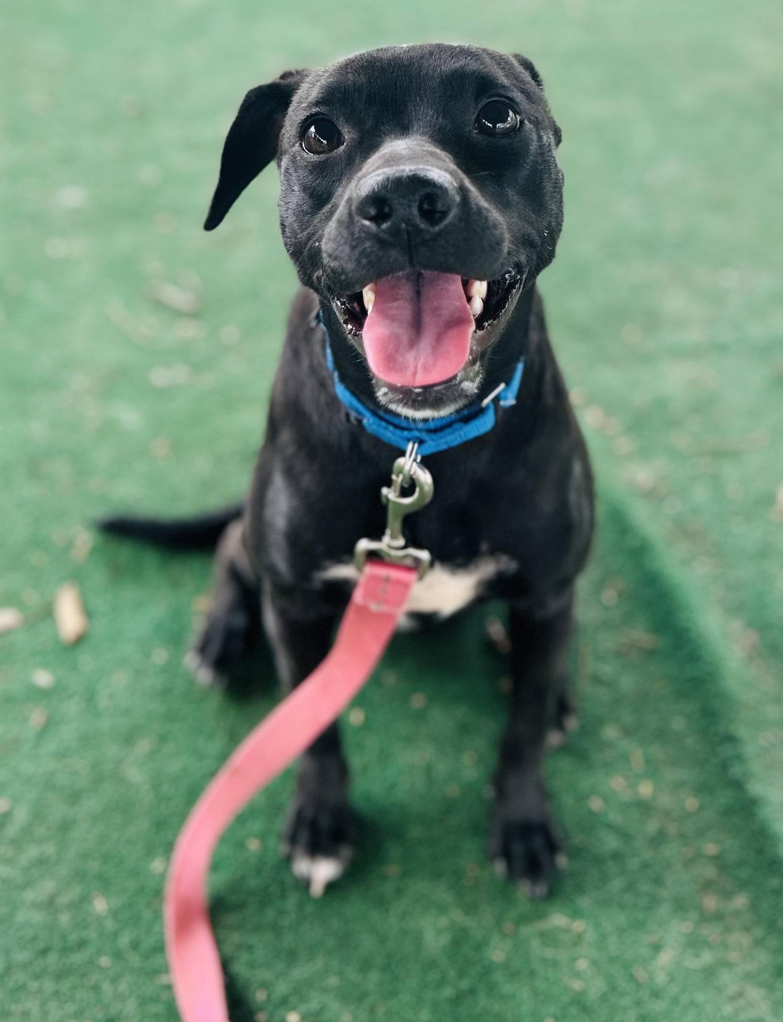 Bunny (Bio ✅), Adoptable, Young Female Terrier.