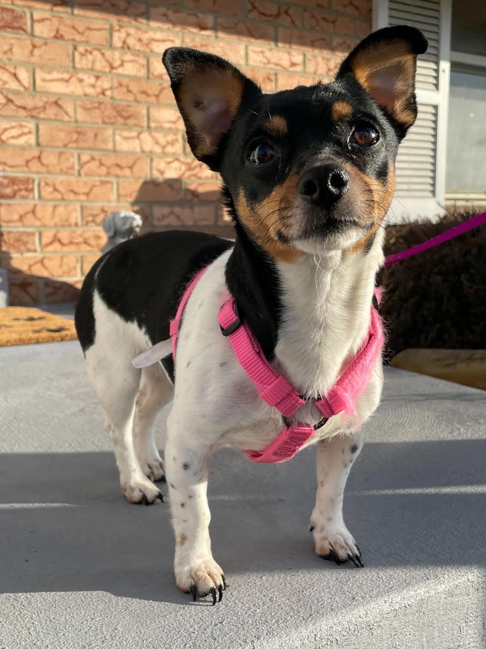 JOY (ohiosdrescue@gmail.com), adopted, Adult Female Jack Russell Terrier & Chihuahua.