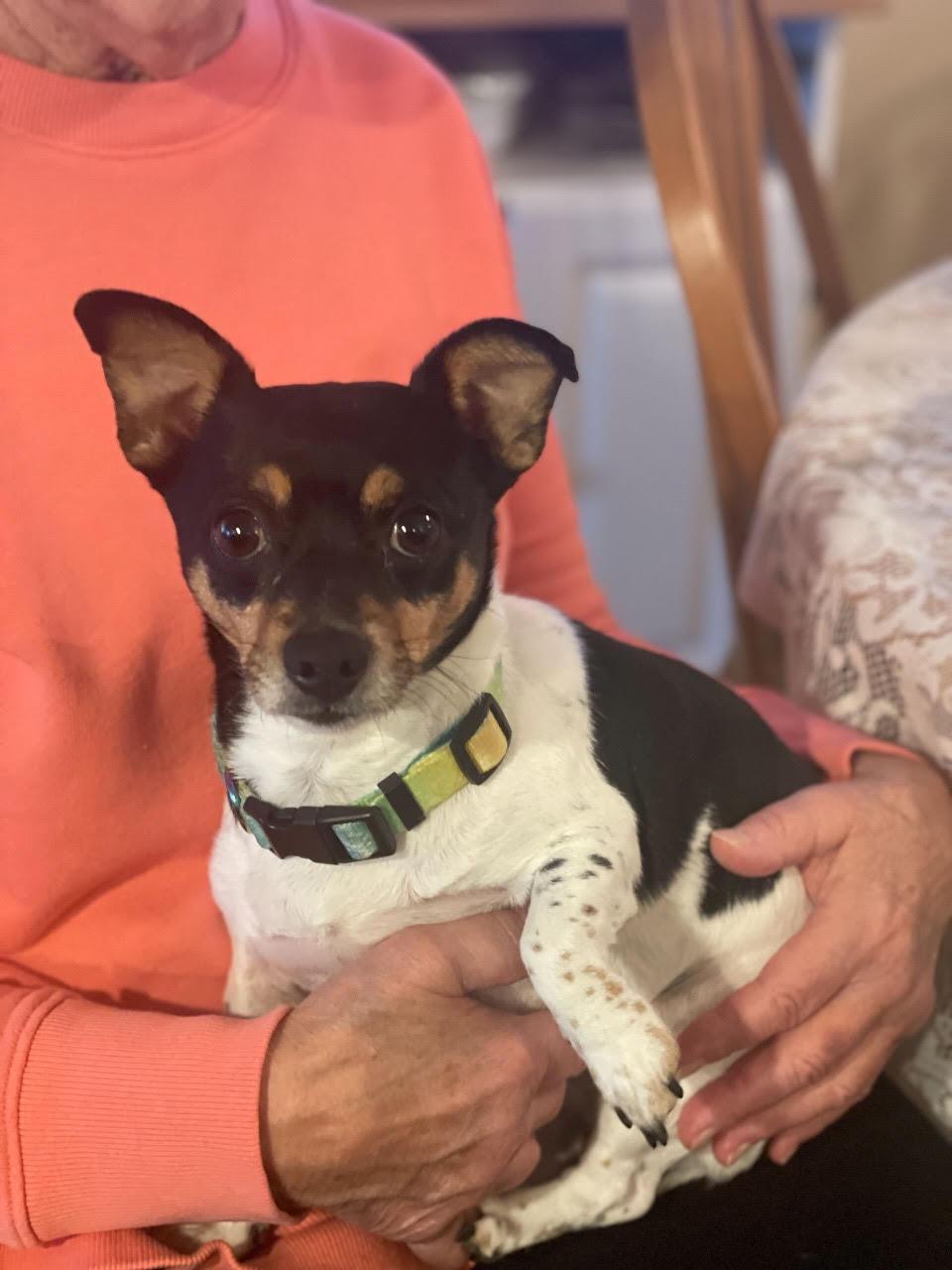 Enlarge JOY (ohiosdrescue@gmail.com), an adopted mixed breed in Rossford, OH image 2/2