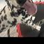 Louie, adopted, Young Male Dalmatian.