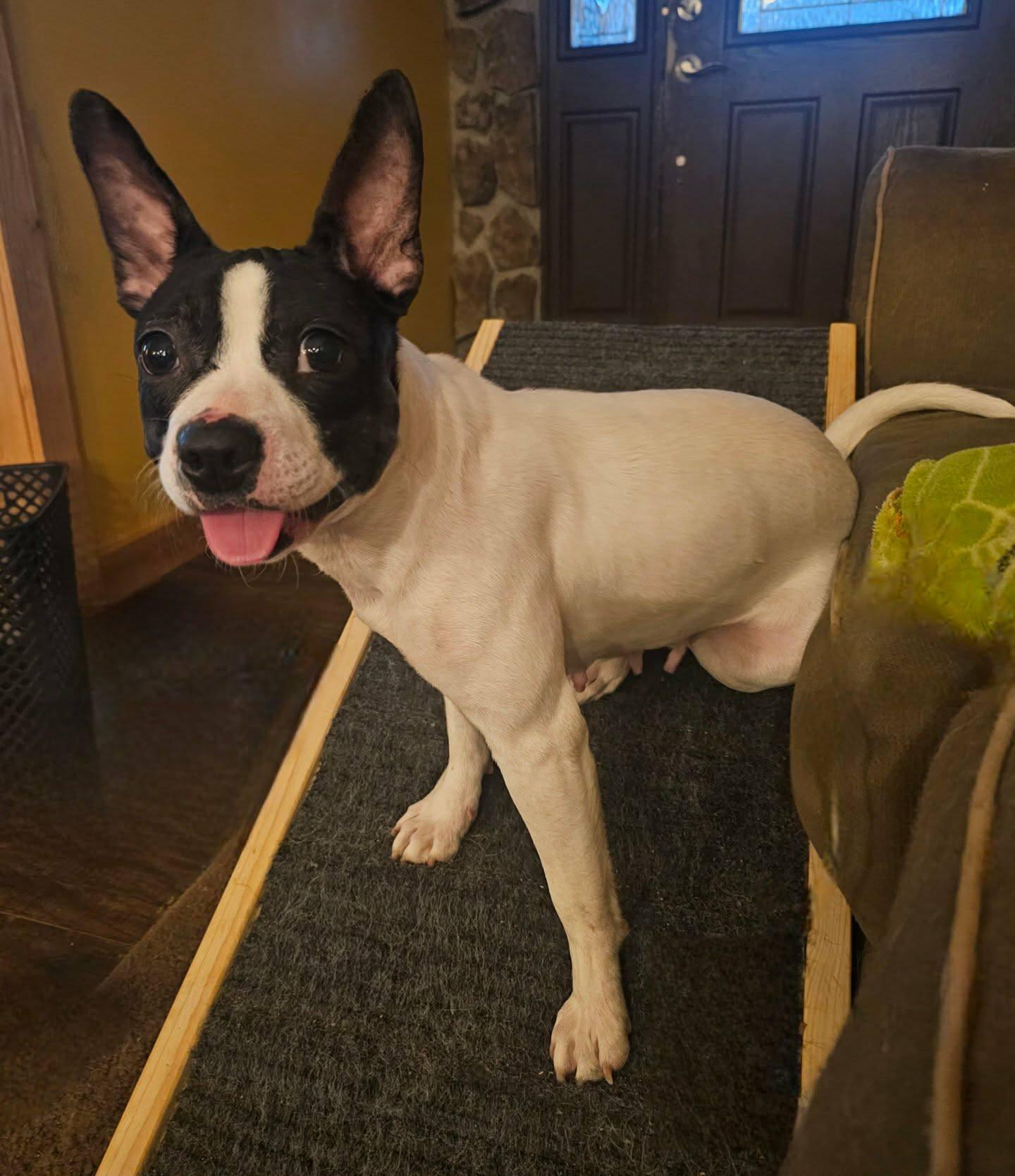 Enlarge Helen, a Adoptable Boston Terrier in Fairmont, WV image 1/3