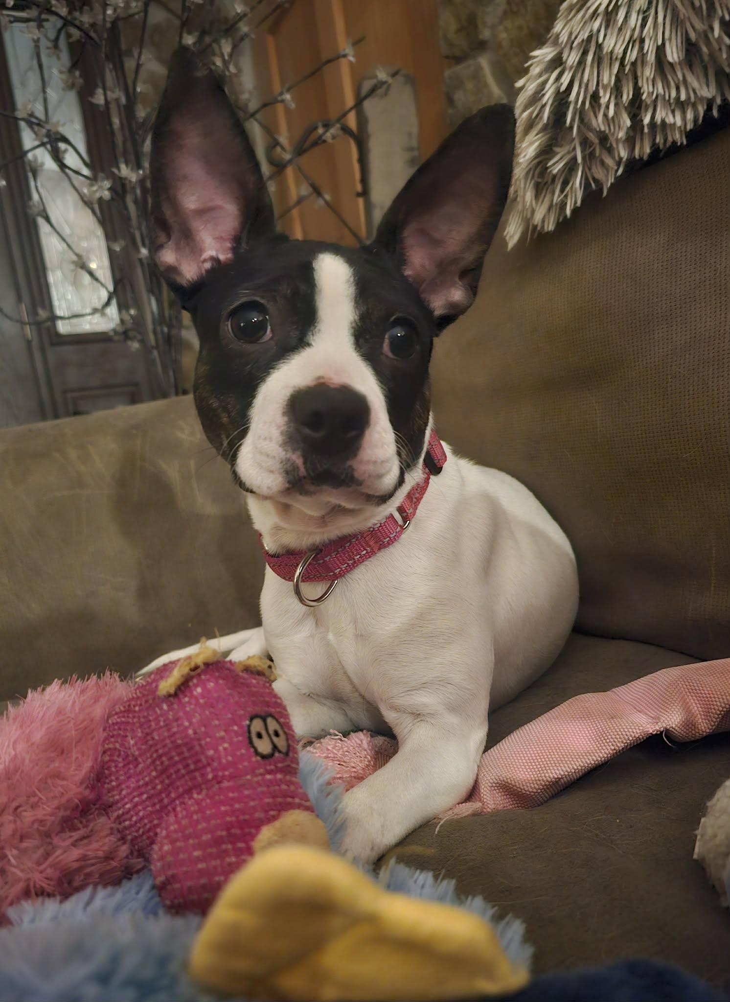 Enlarge Helen, a Adoptable Boston Terrier in Fairmont, WV image 2/3