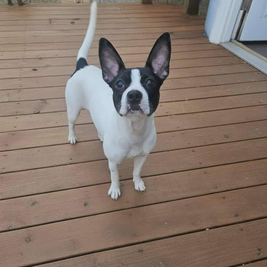 Enlarge Helen, a Adoptable Boston Terrier in Fairmont, WV image 3/3