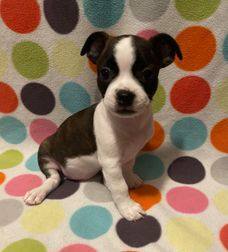 Enlarge MIA MCKENZIE - Adopted!!, a Adoptable Boston Terrier in Spring, TX image 1/1