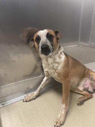 Enlarge Cupid, a Adoptable mixed breed in Norfolk, VA image 1/2