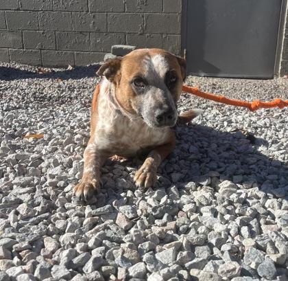 Enlarge Cupid, a Adoptable mixed breed in Norfolk, VA image 2/2