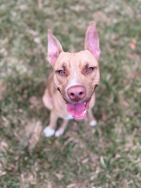 Ivan the Iconic — thumbnail 2