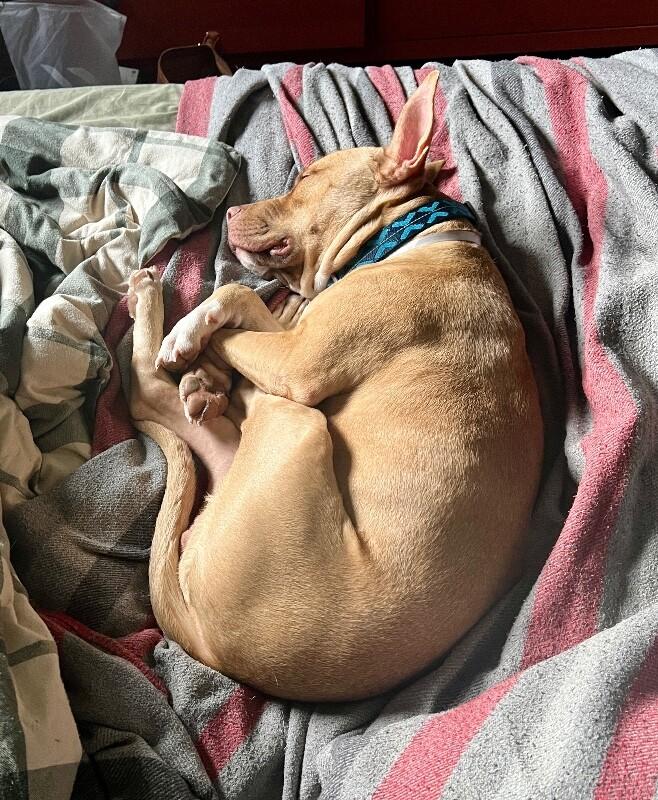 Ivan the Iconic — thumbnail 5