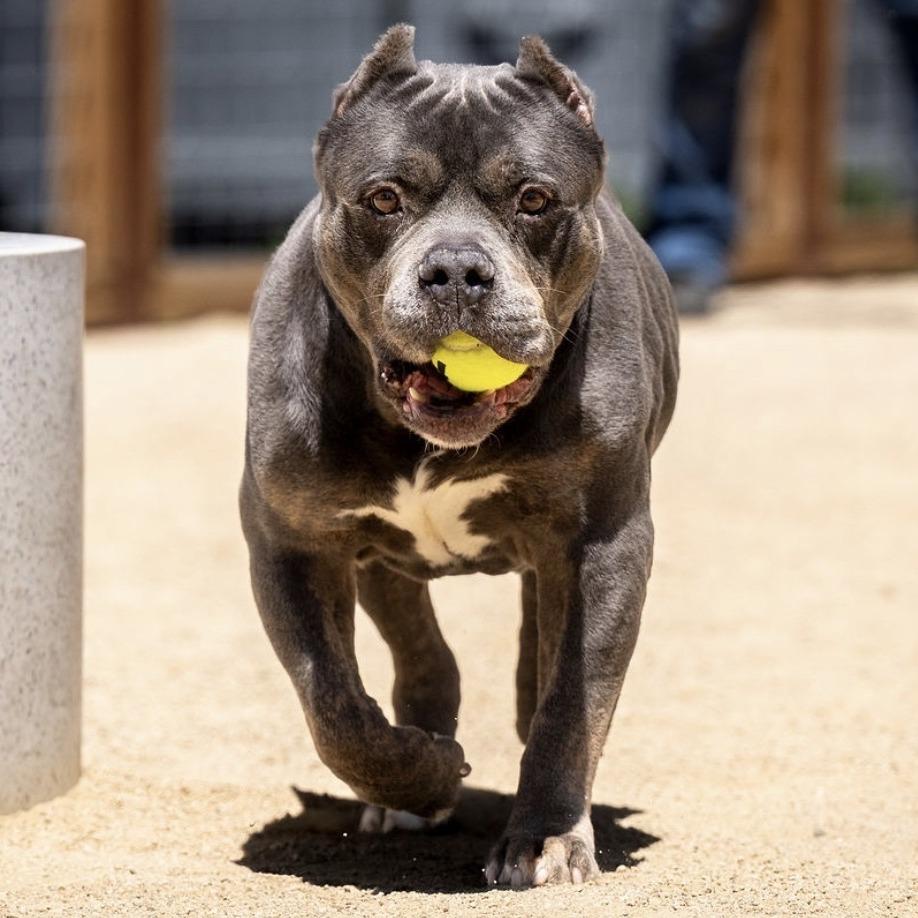 Johnny, Adoptable, Senior Male Pit Bull Terrier & American Bulldog.