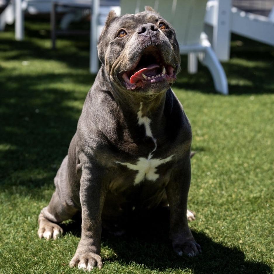 Enlarge Johnny, a Adoptable mixed breed in Turlock, CA image 2/6