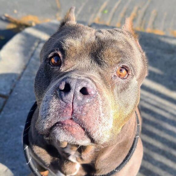 Enlarge Johnny, a Adoptable mixed breed in Turlock, CA image 3/6