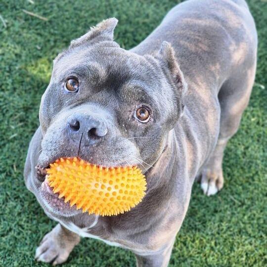 Enlarge Johnny, a Adoptable mixed breed in Turlock, CA image 4/6