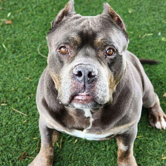 Enlarge Johnny, a Adoptable mixed breed in Turlock, CA image 5/6