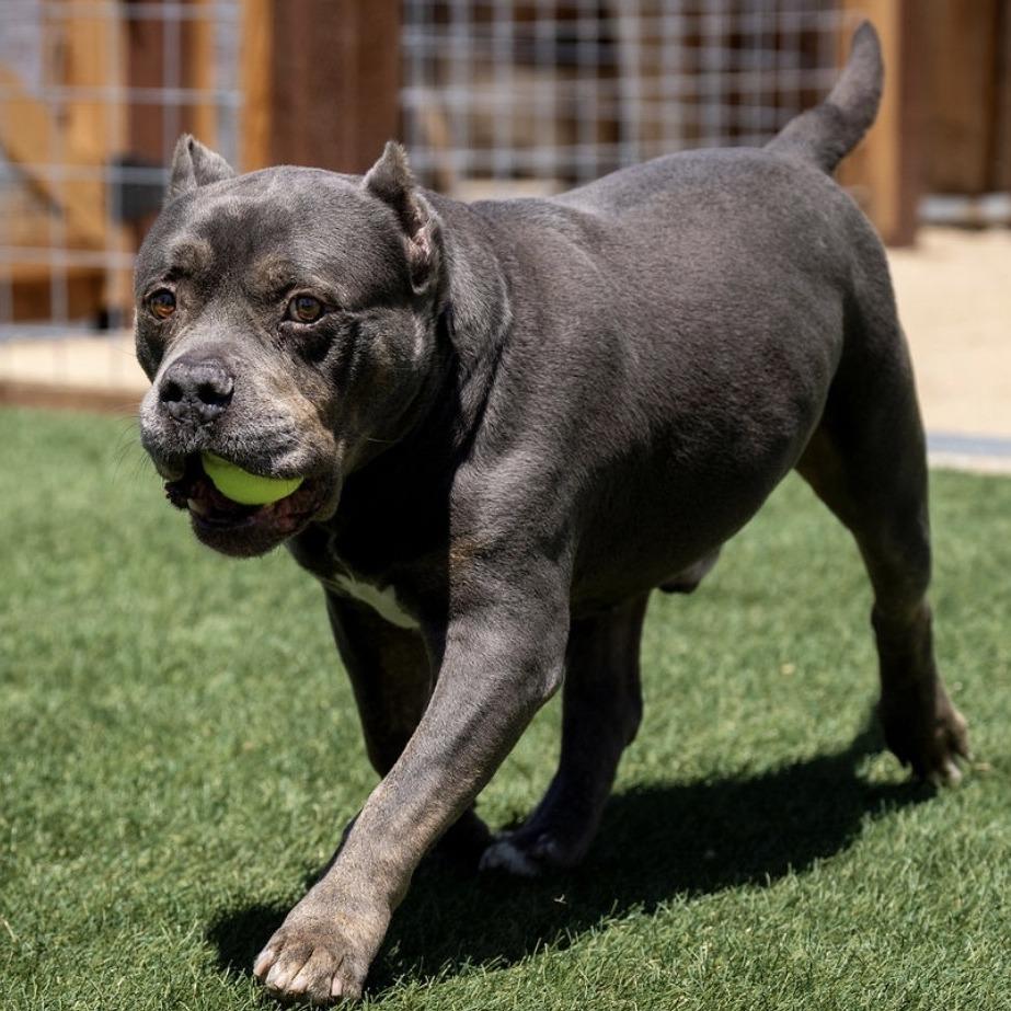 Enlarge Johnny, a Adoptable mixed breed in Turlock, CA image 6/6