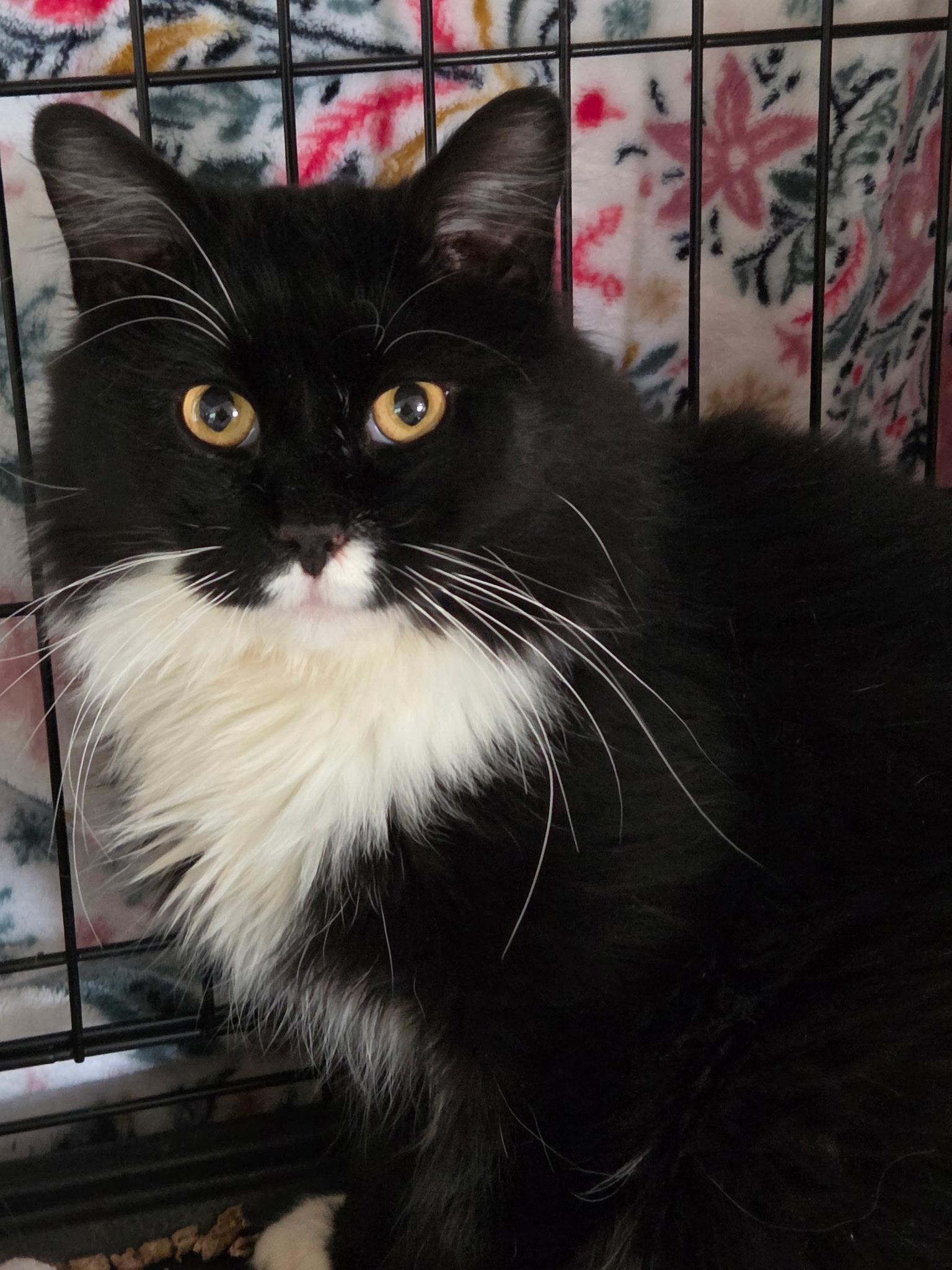Carl, ADOPTABLE, Young Male Domestic Long Hair & Maine Coon.