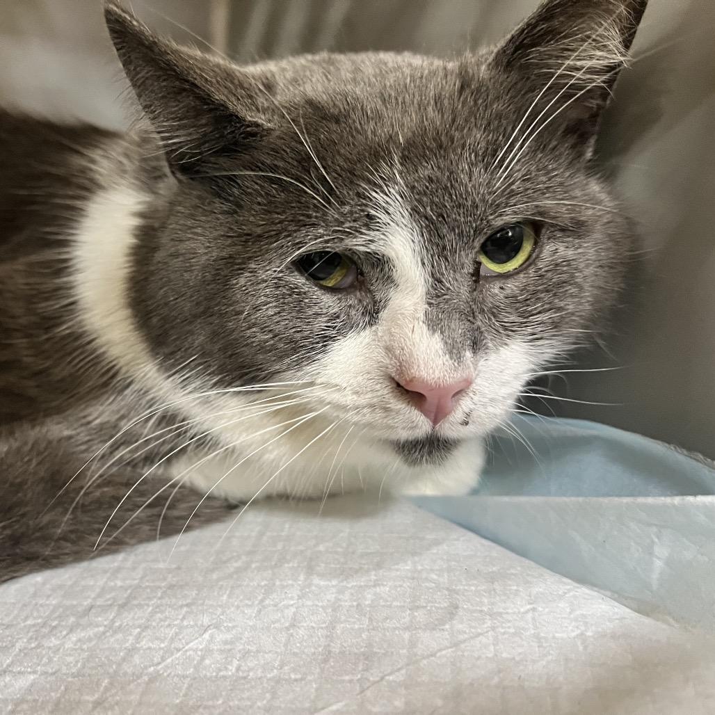 Elk, Adoptable, Adult Male Domestic Short Hair.