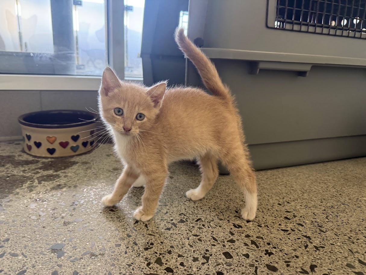 Vijay, Adoptable, Kitten Male Domestic Short Hair.