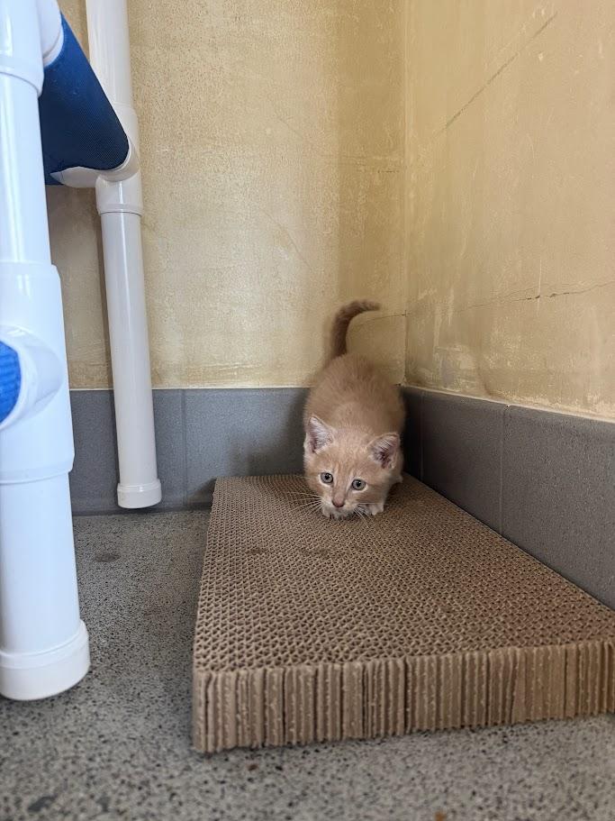 Enlarge Vijay, a Adoptable Domestic Short Hair in Berkeley, CA image 2/2