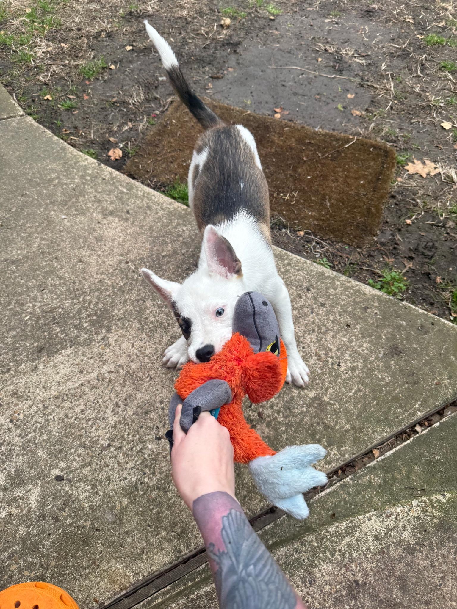 Meeka, a ADOPTABLE Mixed Breed in Bowdoin, ME image 4/5